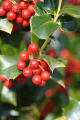 柊の緑の葉と赤い実