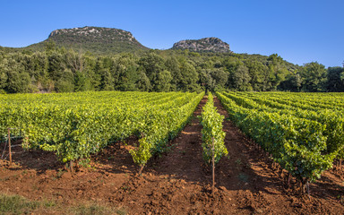 Fototapeta na wymiar Vineyard in Languedoc Roussillon area