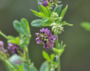 Alfalfa with flowers, stems and leaves
