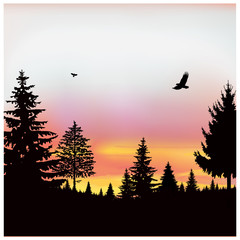 Landscape. Silhouette of coniferous trees on the background of colorful sky. Sunset. Flying eagles.