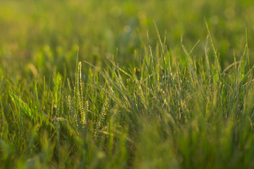 Green grass field. Grass at sunset Grass at dawn. The sun in the grass and spikelet. Morning glade