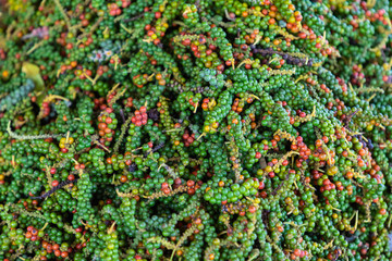 Fresh green and red peppercorns from Kampot pepper plantation. Cambodia