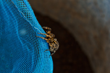 Obraz premium A big ugly jumping spider tarantula is sitting on a net. adult hairy wolf spider crawling close up macro