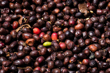 Coffee ripening in the sun, Panama