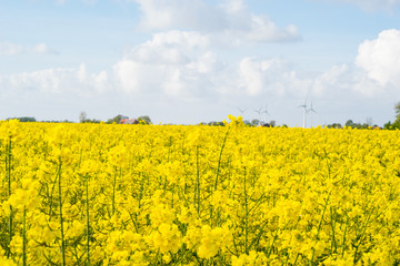 field of rape