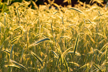 agricultural field with spikelets in the sun, closeup