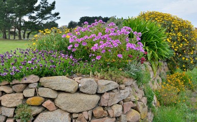 Jolies fleurs sur un mur de pierre en Bretagne