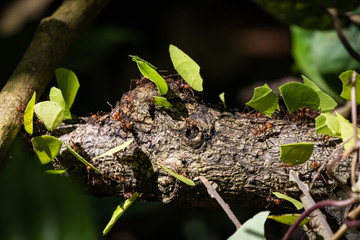 Leafcutter ants, Panama