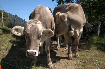 Swiss Brown Cows on the Gonzen, Swiss Alps