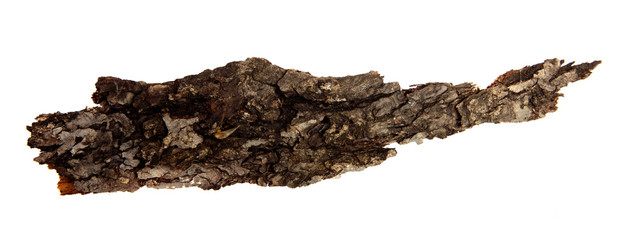 A piece of dry tree bark on an isolated white background. Wooden texture.