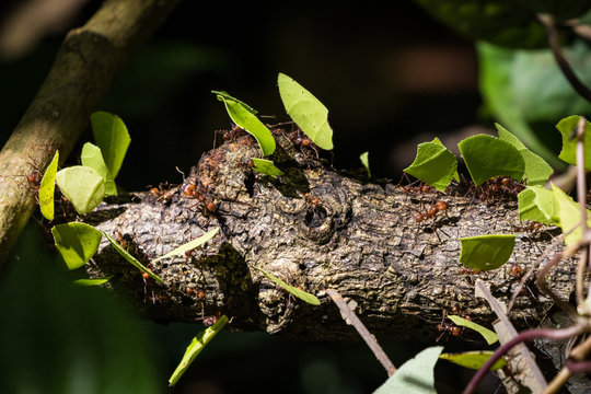 Leafcutter Ants, Panama