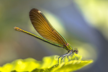 Copper demoiselle female dragonfly