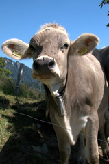 Swiss Brown Cows on the Gonzen, Swiss Alps