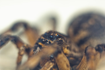 A big ugly bouncing spider tarantula is sitting on the ground on a white background. adult hairy wolf spider crawling close up macro