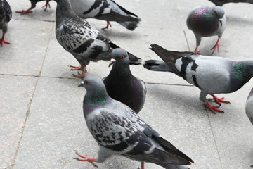  pigeons eating forage. Birds Background