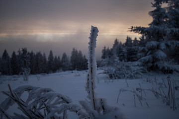 Fototapeta na wymiar winter landscape with fog