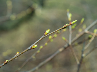 the first spring gentle leaves, buds and branches macro background