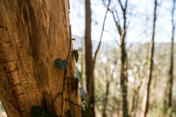 Fototapeta premium ivy on a tree