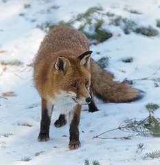 red fox in snow