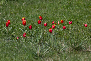 Red tulips growing on green grass