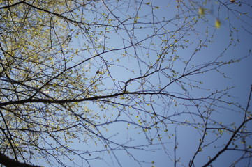 The sky through the branches of trees. Birch forest in the summer. Landscape wood