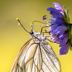 Black veined white butterfly close up