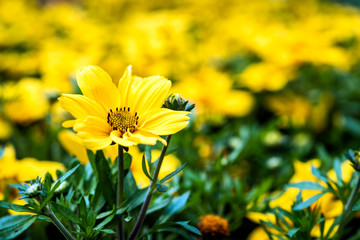 bidens popstar yellow