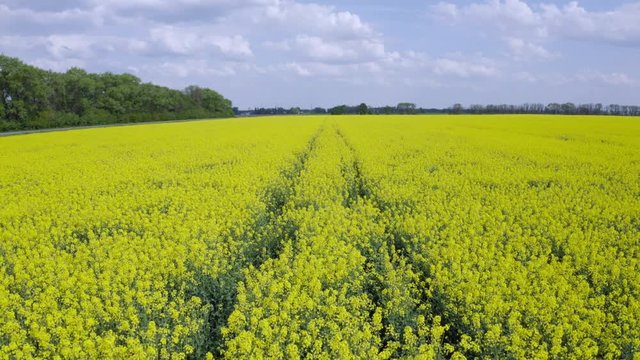 Aerial Flying  over Blooming yellow rapeseed field with blue cloudless sky. Picturesque canola field under blue sky with white fluffy clouds. Wonderful 4k drone video footage for ecological concept