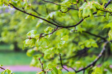 tree after rain in the Park, Minsk, Belarus
