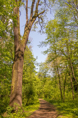 Fototapeta premium Path in the forest on sunny day