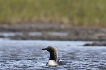 Lone adult Pacific Loon or Pacific Diver (Gavia pacifica) in breeding plumage swimming in arctic waters, near Arviat Nunavut, Canada