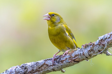 European greenfinch singing on branch