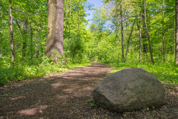 Fototapeta premium Stone on the footpath in the forest on sunny day