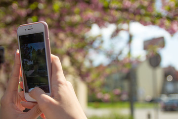 The hand of a person taking the picture of tree on the smartphone