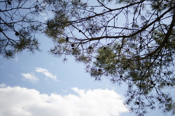 The sky, the clouds through the branches of trees. Fir cones. Coniferous forest in the summer. Landscape wood.