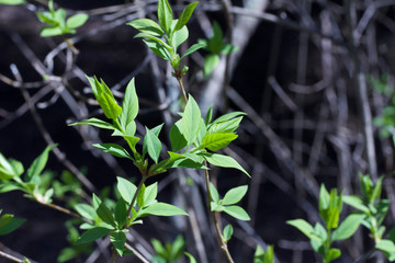 Close up view of emerging green leaves on a Chinese lilac bush in spring prior to its flowers