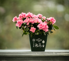 flowers in a vase
