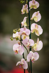 orchid on white background