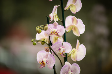 Obraz premium white orchid on a green background
