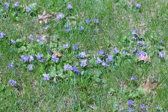 Close-up view of native blue wood violet wildflowers (viola sororia) growing in a North American prairie grassland in spring and summer