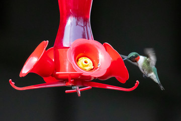 Hummingbird at feeder