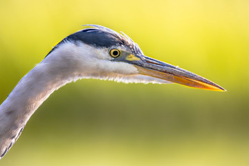 Grey heron close up of head