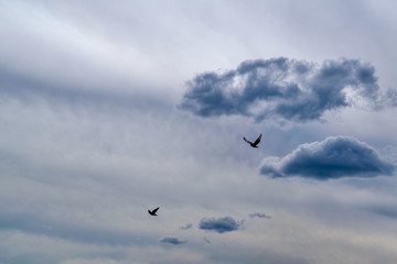 Sky with a bird before the rain. Flying birds on the background of the cloudy sky before the rain.