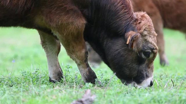 vacas comiendo