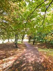 Fototapeta na wymiar Pathway in the park in autumn