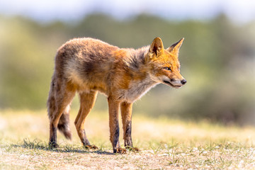 Naklejka na ściany i meble Red Fox in bright natural habitat
