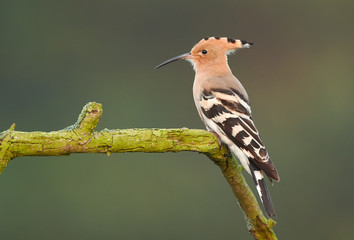Eurasian Hoopoe or Common hoopoe (Upupa epops)
