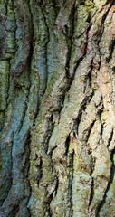bark of the tree
