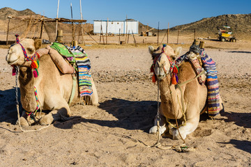 Camels in arabian desert not far from the Hurghada city, Egypt