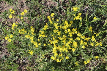 yellow wild flowers in the forest in summer